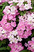 VERBENA TUSCANY PINK PICOTEE