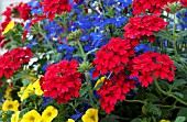 VERBENA, CALIBRACHOA, LOBELIA