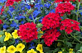 VERBENA, CALIBRACHOA, LOBELIA