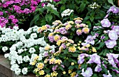 VERBENA, LANTANA, CATHARANTHUS