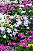 VERBENA, LANTANA, CATHARANTHUS