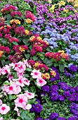 VERBENA, LANTANA, CATHARANTHUS, AGERATUM