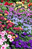 VERBENA, LANTANA, CATHARANTHUS, AGERATUM