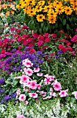 VERBENA, LANTANA, CATHARANTHUS, RUDBECKIA