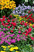 VERBENA, LANTANA, CATHARANTHUS, RUDBECKIA