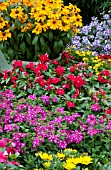 VERBENA, LANTANA, CATHARANTHUS, RUDBECKIA