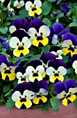 VIOLA ENDURIO BLUE YELLOW WITH PURPLE WING