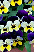 VIOLA ENDURIO BLUE YELLOW WITH PURPLE WING