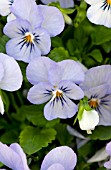 VIOLA ENDURIO SKY BLUE MARTIEN