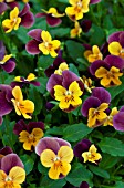 VIOLA FLORAL POWER ORANGE PURPLE WING