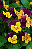 VIOLA FLORAL POWER ORANGE PURPLE WING