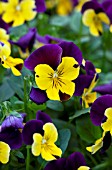 VIOLA FREEFALL PURPLE WING