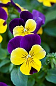 VIOLA FREEFALL PURPLE WING