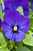 VIOLA PENNY DEEP BLUE