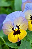 VIOLA PENNY MARLIES