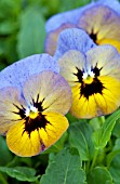 VIOLA PENNY MARLIES