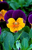 VIOLA PENNY ORANGE JUMP-UP