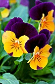 VIOLA PENNY ORANGE JUMP-UP