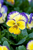 VIOLA PENNY PRIMROSE PICOTEE