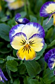 VIOLA PENNY PRIMROSE PICOTEE