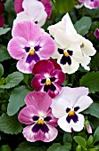 VIOLA WONDERFALL ROSE SHADES WITH FACE