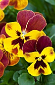 VIOLA WONDERFALL YELLOW WITH RED WING