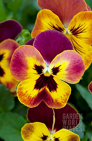 VIOLA_WONDERFALL_YELLOW_WITH_RED_WING