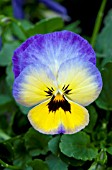 VIOLA WITTROCKIANA ULTIMA RADIANCE BLUE