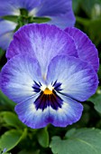 VIOLA WITTROCKIANA ULTIMA RADIANCE BLUE