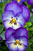 VIOLA WITTROCKIANA ULTIMA RADIANCE DEEP BLUE