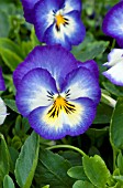 VIOLA WITTROCKIANA ULTIMA RADIANCE DEEP BLUE