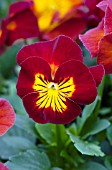 VIOLA WITTROCKIANA ULTIMA RADIANCE RED