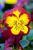 VIOLA WITTROCKIANA ULTIMA RADIANCE RED