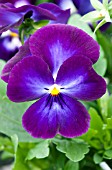 VIOLA WITTROCKIANA ULTIMA RADIANCE VIOLET