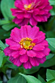 ZINNIA DOUBLE ZAHARA CHERRY