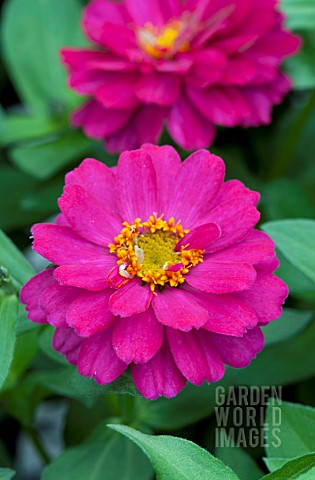 ZINNIA_DOUBLE_ZAHARA_CHERRY