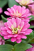 ZINNIA DOUBLE ZAHARA STRAWBERRY