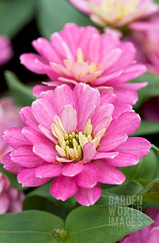 ZINNIA_DOUBLE_ZAHARA_STRAWBERRY