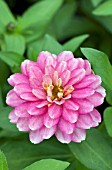 ZINNIA DOUBLE ZAHARA STRAWBERRY