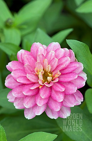 ZINNIA_DOUBLE_ZAHARA_STRAWBERRY