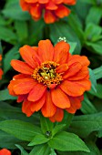 ZINNIA ZAHARA FIRE