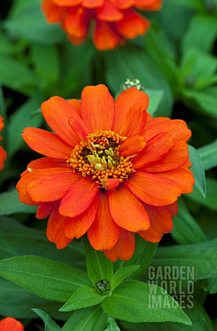 ZINNIA_ZAHARA_FIRE