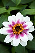 ZINNIA ZAHARA STARLIGHT ROSE