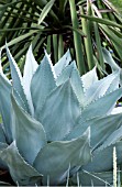 AGAVE OVATIFOLIA