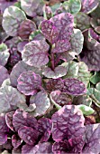 AJUGA BURGUNDY GLOW