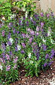 ANGELONIA, MIX