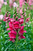 ANTIRRHINUM MAJUS LIBERTY CLASSIC CHERRY