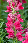 ANTIRRHINUM MAJUS LIBERTY CLASSIC CHERRY