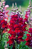 ANTIRRHINUM MAJUS LIBERTY CLASSIC CRIMSON