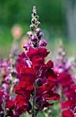 ANTIRRHINUM MAJUS LIBERTY CLASSIC CRIMSON